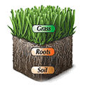 ******* When comparing sodding to Hydro-Seeding, a Hydro-Seeded yard starts growing from the root first allowing the root system to go deep in the ground where moisture is at it's greatest, making a very drought tolerant lawn. Solid sod is already established and it is forced to grow leaf stock while trying to establish a root system, making a solid sodden yard very weak in drought type condition. *******